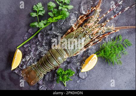 aragosta spinosa a base di pesce su ghiaccio, aragosta fresca o aragosta di roccia con erbe e spezie prezzemolo al limone su sfondo scuro, aragosta cruda per cucinare cibo Foto Stock