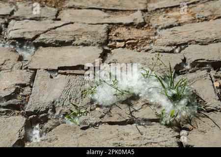 Erba verde con fieno di pioppo all'aperto nelle giornate di sole, spazio per il testo Foto Stock