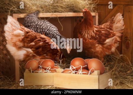 Gabbietta di legno piena di uova fresche e polli in henhouse Foto Stock