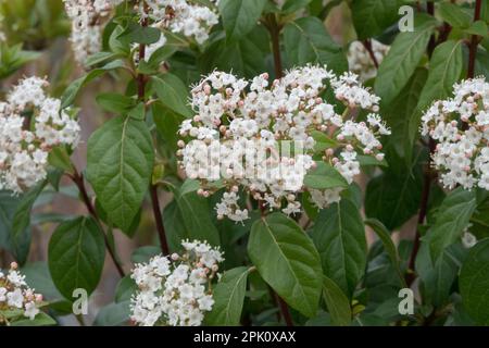 Viburnum tinus 'Prezzo di vigilia', Viburnum, arbusto, pianta Foto Stock