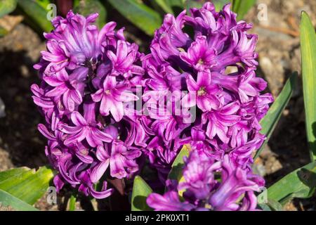 Hyacinthus orientalis Miss Saigon fiore Foto Stock