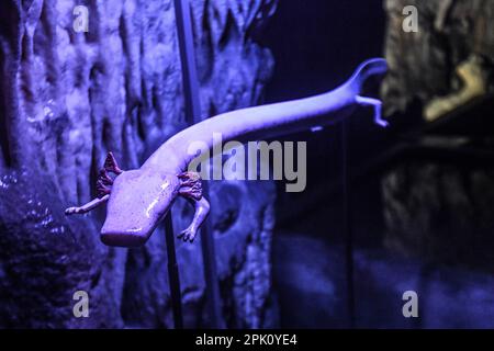 Una figura in ceramica Olm (Proteus anguinus). Grotta di Postojna (Postojnska Jama) Vivarium. Slovenia Foto Stock