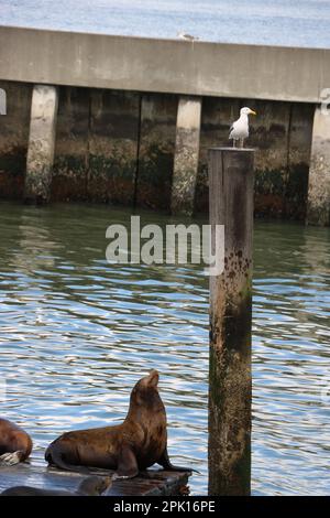 Seagull - Fisherman's Wharf - San Fransisco Foto Stock