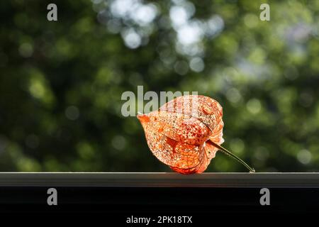 Lampione secco (alkekengi physalis) in controluce su sfondo bokeh verde Foto Stock