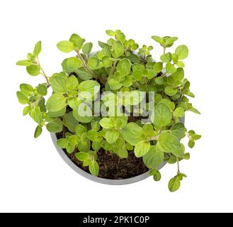 Origano, pianta giovane in una pentola di plastica grigia. Origanum vulgare, un'erba culinaria e l'erba di base della cucina italiana, usata per il sapore delle sue foglie. Foto Stock