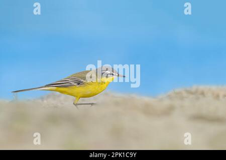 Ritratto artistico di coda di coda gialla occidentale sulla spiaggia (Motacilla flava) Foto Stock