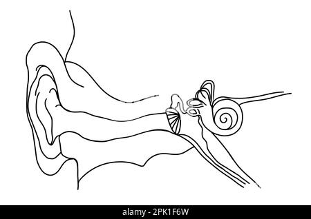 Anatomia dell'orecchio umano su sfondo bianco. Illustrazione Foto Stock