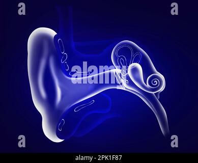 Anatomia dell'orecchio umano su sfondo blu. Illustrazione Foto Stock