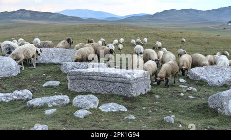 Novakovići, Žabljak, Montenegro – Agosto 2022: Stećak sul cimitero medievale „Grčko groblje“ e pecore di passaggio. Cimitero è iscritto sul mondo He Foto Stock