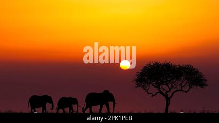 Silhouette di animali selvatici africani al tramonto. Serata nella savana africana. Foto Stock