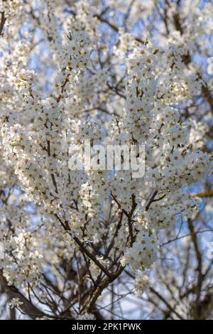 Fiori bianchi belli l'albero da frutto, giardino primaverile con alberi fioriti Foto Stock