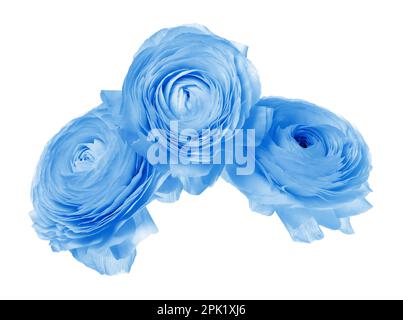 Bella luce blu fiori ranuncolo su sfondo bianco Foto Stock