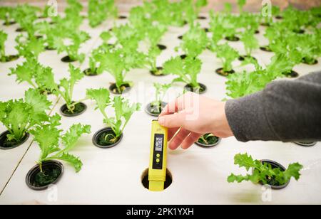 Primo piano dello scienziato con tester digitale per pH in piedi vicino allo scaffale con piante verdi. Giardiniere che tiene il dispositivo elettronico mentre misura il valore di pH del suolo in serra. Foto Stock