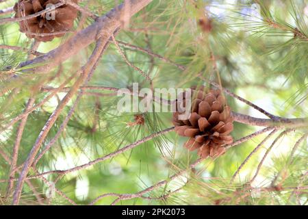 Vista dettagliata di un cono di pino attaccato ad un ramo di pino. Ideale per la natura e i temi stagionali. Foto Stock