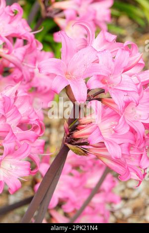 Amaryllis belladonna Johannesburg, Belladonna Lily Johannesburg, fiori rosa Foto Stock