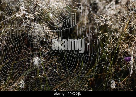 Bellissimo ciottoli con gocce di rugiada sull'erba al mattino Foto Stock