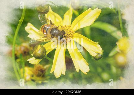 Primo piano di un'ape, o Honeybee. Apis mellifera pittura digitale acquerello raccolta polline da un giardino giallo fiore in estate. Foto Stock