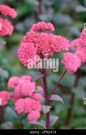 Hylocelephium Red Cauli, Sedum Red Cauli, steli di colore rosso scuro, piccoli fiori rosa stellato Foto Stock