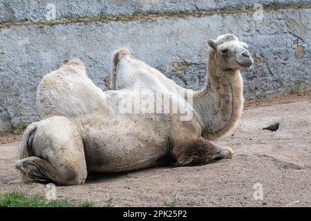 Un cammello nello zoo siberiano. Primo piano della testa del cammello. Lunghi capelli di cammello. I cammelli sono grandi animali adatti a vivere in regioni aride del mondo. Foto Stock