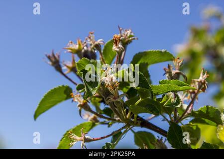 il melo è sbiadito. Al posto dei fiori apparvero mele non mature Foto Stock