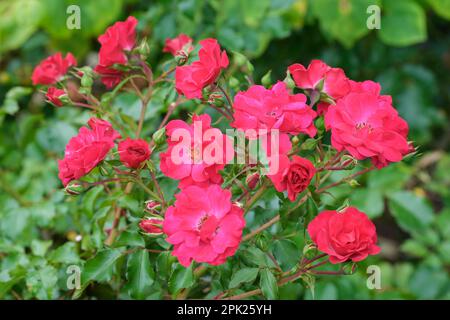 Rosa Noare, tappeto di fiori di rosa velluto rosso, arbusto, semi-doppio fiori rossi, Foto Stock