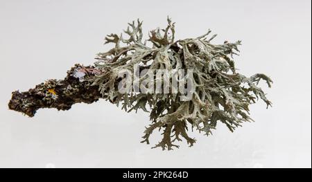 Lichen su un ramoscello asciutto su uno sfondo bianco. Evernia prunastri, conosciuta anche come oakmuss, è ampiamente utilizzata nella profumeria moderna. Foto Stock