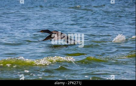 Un grande cormorano decolorante dalla superficie di un lago. Foto Stock