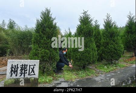 Pechino, provincia cinese di Zhejiang. 4th Apr, 2023. Un collaboratore mette fiori freschi nella zona di sepoltura degli alberi nel cimitero di Jiu'an a Huzhou City, nella provincia di Zhejiang, nella Cina orientale, il 4 aprile 2023. Credit: Xu Yu/Xinhua/Alamy Live News Foto Stock