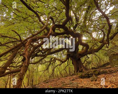 Ilice di Carrinu - albero secolare sul vulcano Etna in Sicilia, turismo e punti di riferimento da visitare Foto Stock