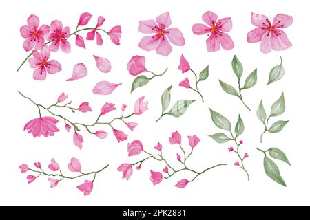 Rami sakura fiorenti, disegno a mano del vettore acquerello per il biglietto d'auguri o il disegno dell'invito Illustrazione Vettoriale