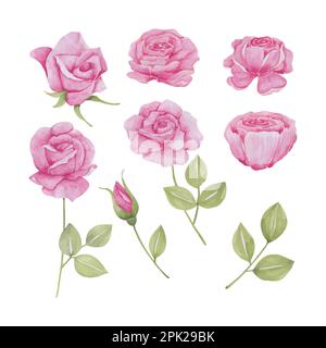 Set di rosa isolato floreale rosa, disegnata a mano watercolor vettoriale illustrazione per biglietto di auguri o invito disegno Illustrazione Vettoriale