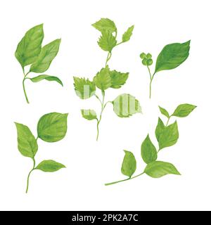 Verde foglie vettore watercolor set, disegnata a mano watercolor vettore illustrazione per biglietto di auguri o invito disegno Illustrazione Vettoriale