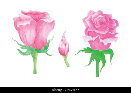 Collezione di fiori di rosa su sfondo bianco, disegno a mano watercolor vettoriale illustrazione per biglietto di auguri e invito Illustrazione Vettoriale