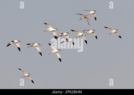 Flock of Avocets in volo dal Babcock Hide Cley Marshes UK Foto Stock