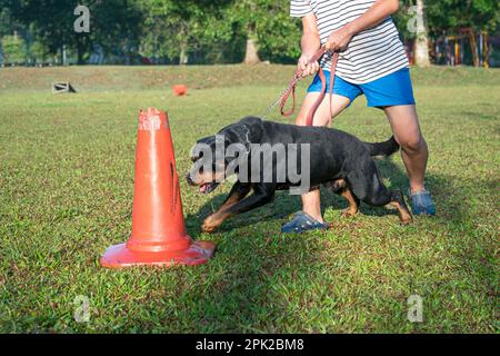 Dog Rottweiler mostra eccitazione e comportamento aggressivo quando attacca un cono rosso. Foto Stock