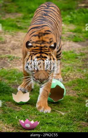 Londra, Regno Unito. 5 aprile 2023. Gaysha, madre di nove mesi di cuccioli di tigre di Sumatran, Crispin e Zac, in pericolo critico, annienta un sentiero profumato alla cannella lasciato dai guardiani prima di strappare le uova giganti di macchinetta, durante una fotocall allo ZSL London Zoo prima della caccia alle uova dello zoo di conservazione sulle vacanze di Pasqua. In programma fino al 16 aprile, i bambini sono invitati a partecipare a una caccia alle uova seguendo indizi educativi a tema animale e indovinelli non-scrambling per rompere il codice e trovare l'uovo d'oro nascosto. Credit: Stephen Chung / Alamy Live News Foto Stock