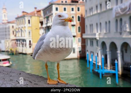 Un primo piano di gabbiano caspiano sullo sfondo del canale e degli edifici. Venezia, Italia. Foto Stock