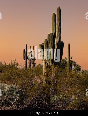 Un cactus di Saguaro si trova sullo sfondo di altri Saguaros che si stagliano contro un cielo fitto Foto Stock