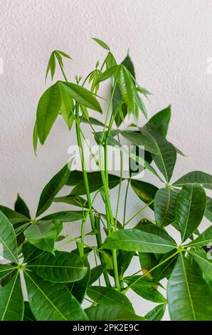 Crescita di una Pachira Aquatica detta anche castagno d'acqua, castagno Guiana e castagno Malabar. Nuove foglie Foto Stock