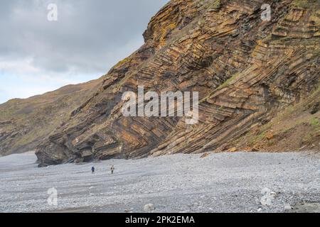 Le scogliere di Millook, tra Crackington Haven e Widemouth Bay, Cornovaglia Foto Stock