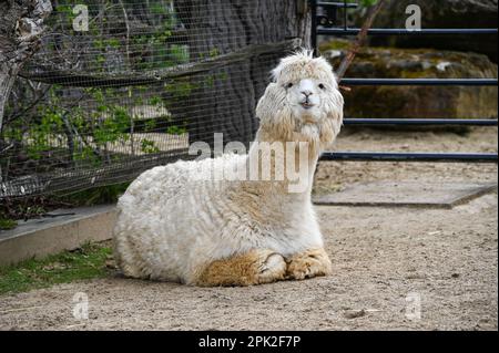 London Zoo, Londra, Regno Unito. 5th Apr, 2023. Alpaca dai capelli soffici allo ZLS London Zoo. Credit: Vedi li/Picture Capital/Alamy Live News Foto Stock