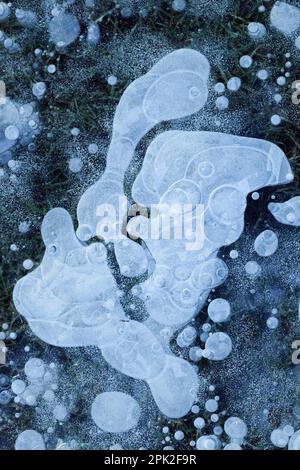 Bolle d'aria... Ghiaccio (alluvione invernale 2020/2021 ), strato di ghiaccio con bolle d'aria congelate su un prato allagato e congelato durante il brina grave in Renania Foto Stock