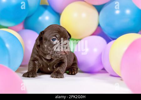 Nero francese Bulldog cane cucciolo tra palloncini colorati Foto Stock