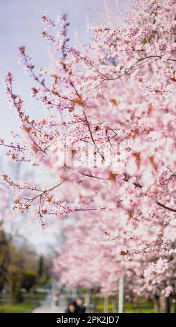 Un'immagine verticale di un vivace albero di ciliegio rosa che fiorisce in una splendida esposizione di colori Foto Stock