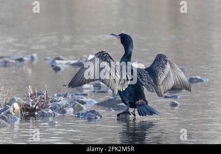 Cormorano a doppia crestata che asciuga le ali su uno stagno locale in Canada Foto Stock