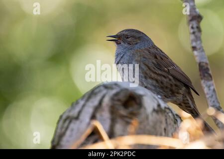 Dunnock vicino a Loch Leven Foto Stock