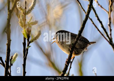 Wren cantando all'alba Foto Stock