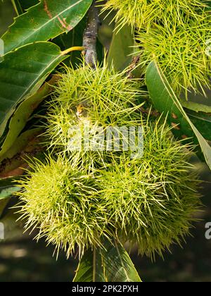 Primo piano dei frutti Spiky Sweet Chestnut (Castanea sativa) che crescono su un albero con foglie a settembre, Bradgate Park Leicestershire, Inghilterra, Regno Unito Foto Stock