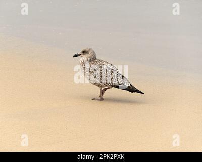 Un gabbiano di aringa europeo giovanile (Larus argentatus) in piedi su una spiaggia sabbiosa, Inghilterra, Regno Unito Foto Stock