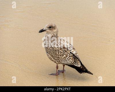 Un gabbiano di aringa europeo giovanile (Larus argentatus) in piedi su una spiaggia sabbiosa, Inghilterra, Regno Unito Foto Stock